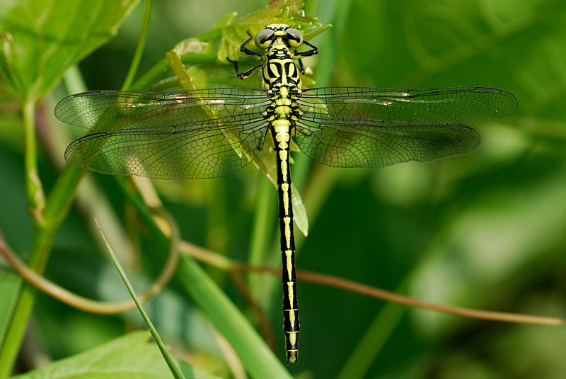 Gomphus flavipes